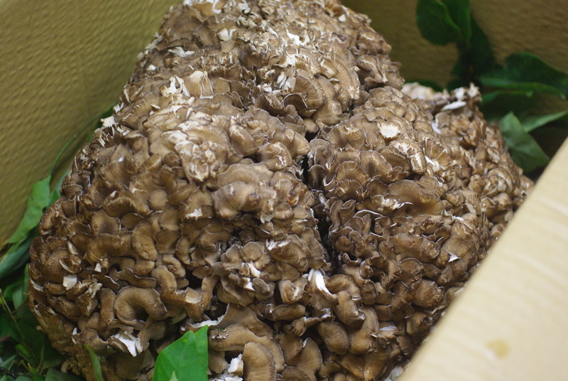 天然舞茸、入りました！