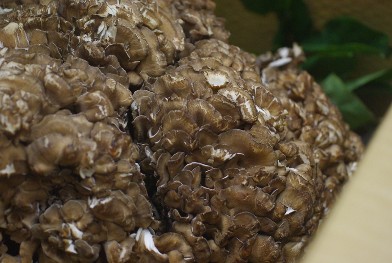 天然舞茸、入りました！